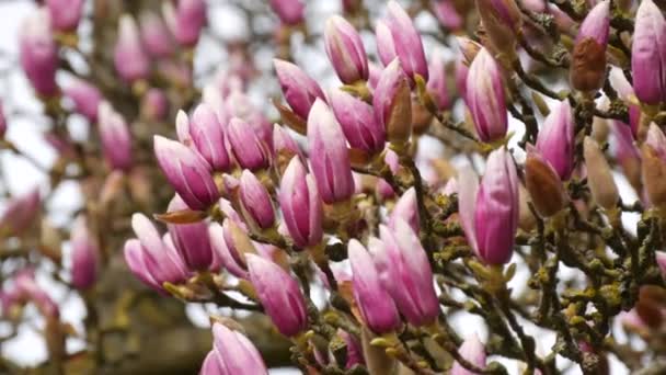 Ett Vackert Magnoliaträd Redo Att Blomma Tidigt Våren Kronbladen Svänger — Stockvideo