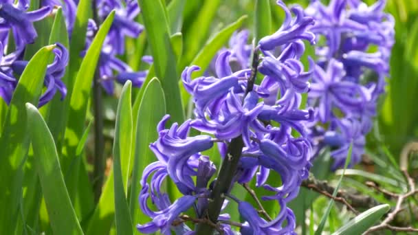 公園の素晴らしい美しい開花青いヒヤシンス 近くの景色 — ストック動画