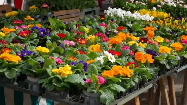 Beaucoup Fleurs Fleurs Différentes Dans Des Pots Primrose Sur Comptoir — Video