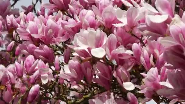 Gyönyörű Gyönyörű Virágzó Magnólia Kora Tavasszal Szirmok Gyengéden Ringatóznak Szélben — Stock videók