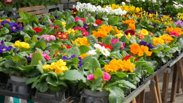 Många Olika Blommande Blommor Krukor Primrose Marknaden För Friluftsprodukter — Stockvideo