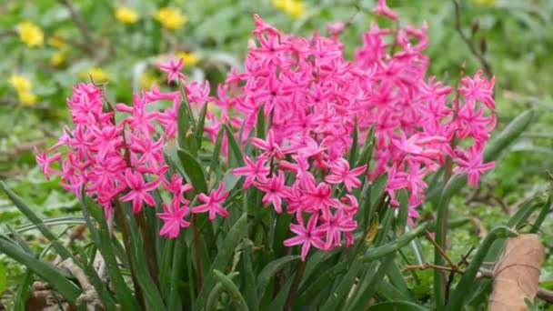 Wonderful Beautiful Blooming Pink Hyacinth Park Close View — Stock Video