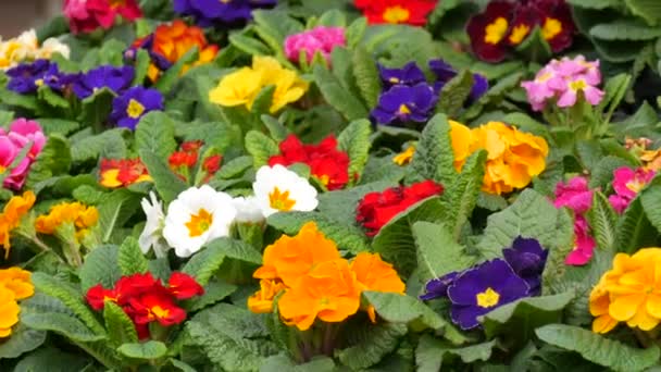 Många Olika Blommande Blommor Krukor Primrose Marknaden För Friluftsprodukter — Stockvideo