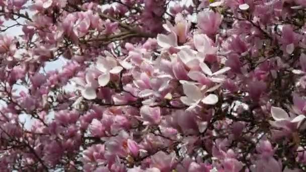 Vackra Vackra Blommande Magnoliaträd Tidigt Våren Kronbladen Svänger Försiktigt Vinden — Stockvideo