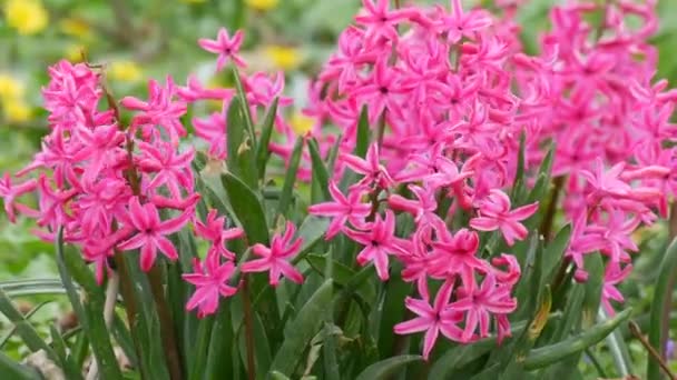 Indah Mekar Hyacinth Merah Muda Taman Close View — Stok Video
