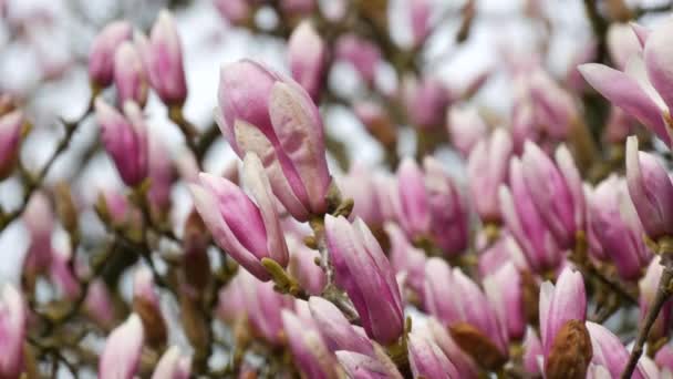 Piękne Wspaniałe Drzewo Magnolii Gotowe Kwitnienia Wczesną Wiosną Płatki Delikatnie — Wideo stockowe