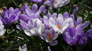 Bahar tarlası ve güneşli bir bahar gününde açan beyaz mor timsahlar. Rüzgar çiçek yaprakları salıyor, arılar uçuşuyor..