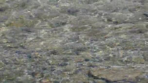 Limpe Transparente Água Doce Bonita Lago Constance Alemanha — Vídeo de Stock