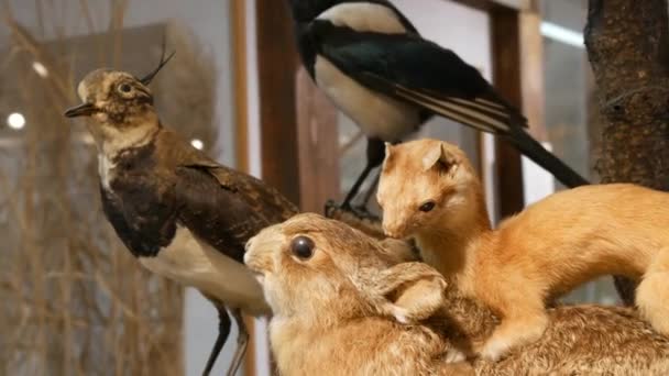 Stuffed Hare Bird Ground Squirrel Taxidermy — Stock Video