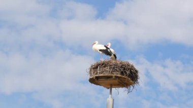 Mavi gökyüzünün arka planında kuluçkaya yatmış bir çift leyleğin sıcak yuvası..