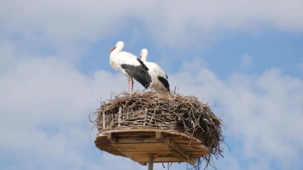 Уютное Гнездо Аистов Высиживающих Яйца Фоне Голубого Неба — стоковое видео