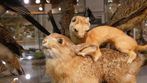 Stuffed Hare Ground Squirrel Taxidermy — Stock Video