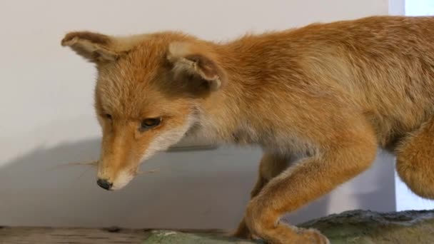 Passing Stuffed Fox Taxidermy Display — Stock Video