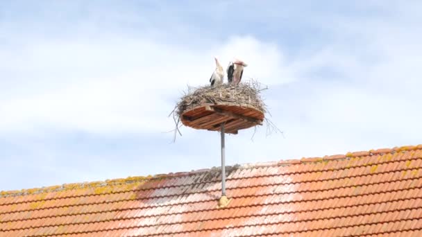 Een Knus Nest Van Een Paar Ooievaars Broedeieren Tegen Achtergrond — Stockvideo