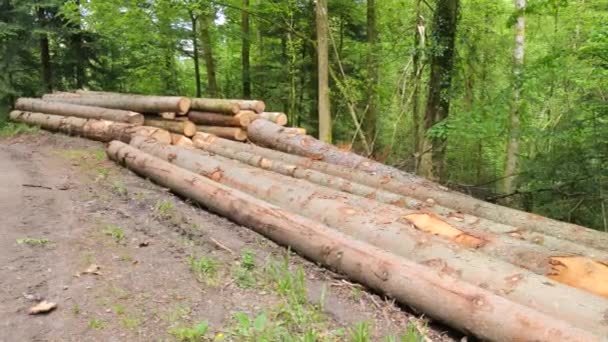 Sok Fatörzs Kivágott Fák Erdőben Megtisztítani Erdőt Öreg Fáktól Faipar — Stock videók