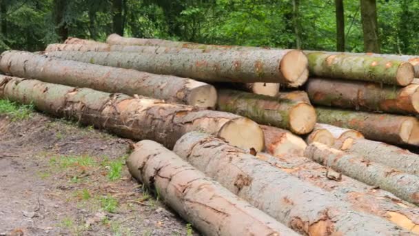 Many Trunks Felled Trees Forest Cleaning Forest Old Trees Wood — Stock Video