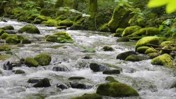 令人难以置信的风景如画的黑森林山脉 山间的小河流过石子 缓缓流过绿苔覆盖的石子 — 图库视频影像