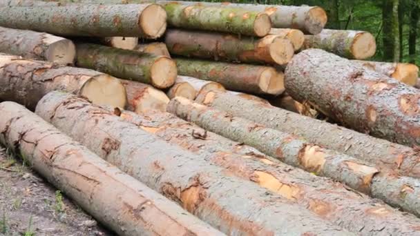 森林里有许多树干被砍倒的树 从老树上清理森林木材业 — 图库视频影像