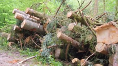 Ormanda bir sürü kesilmiş ağaç gövdesi var. Yaşlı ağaçlardan ormanı temizliyorum. Ahşap endüstrisi.