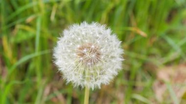 Doğadaki bir karahindibanın beyaz kafası....