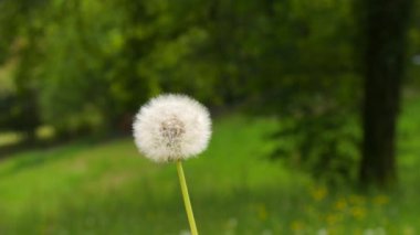 Bir karahindibanın beyaz kafası doğada uçup gidiyor. Karahindiba tohumları yavaş çekimde uçar gider..