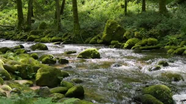 Neuvěřitelně Malebná Krajina Černého Lesa Malá Horská Řeka Teče Kameny — Stock video