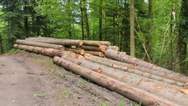Sok Fatörzs Kivágott Fák Erdőben Megtisztítani Erdőt Öreg Fáktól Faipar — Stock videók