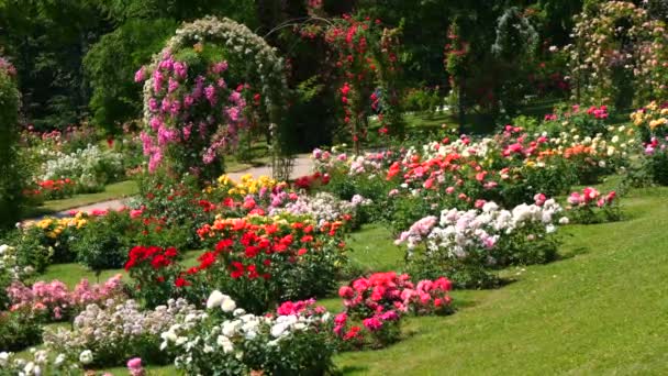 夏天的一天 公园植物园里有数目惊人的美丽多样的五彩缤纷的玫瑰和拱形花朵 — 图库视频影像