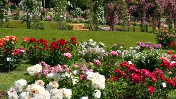 Increíble Número Hermosas Variadas Rosas Multicolores Arcos Flores Jardín Botánico — Vídeos de Stock