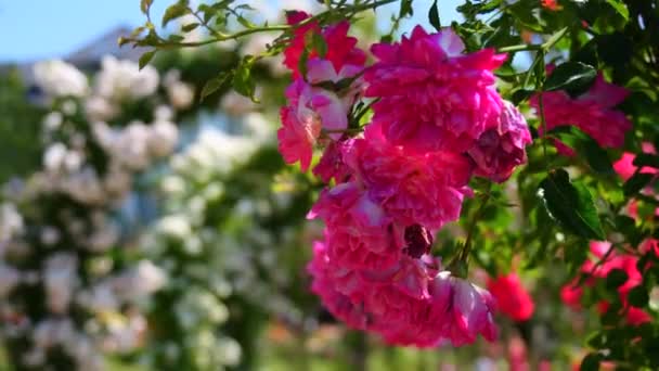 Vackra Rosa Och Vita Blommande Rosor Och Blomvalv Parken Botaniska — Stockvideo