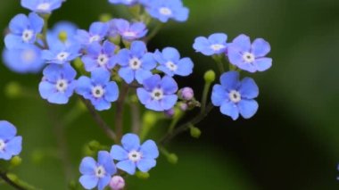 Güzel, narin küçük, unutma beni, yeşil arka planda çiçekler yok, yavaş çekimde, yakın çekimde..