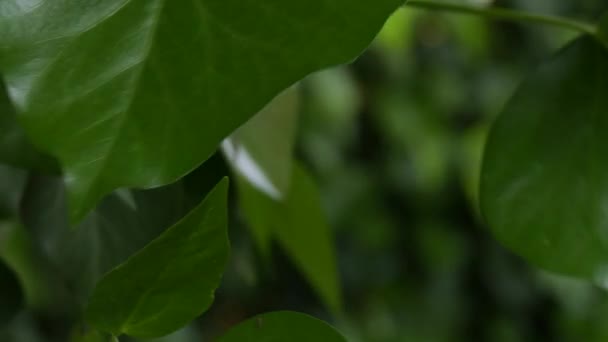 Wiatr Kołysze Zielone Liście Drzewie Widok Bliska Powolny Ruch — Wideo stockowe