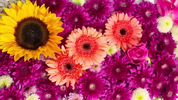 停止动作动画 许多夏天的花朵在镜框中显得像一块地毯 向日葵 玫瑰白色背景的夏季贺卡 — 图库视频影像