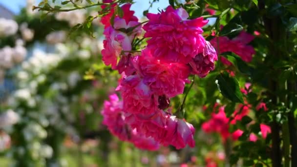 Piękne Różowo Białe Kwitnące Róże Łuki Kwiatów Ogrodzie Botanicznym Parku — Wideo stockowe