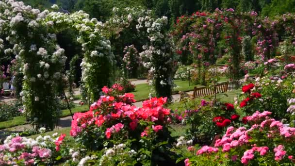 Niesamowita Liczba Pięknych Zróżnicowanych Wielokolorowe Kwitnące Róże Łuki Kwiatów Ogrodzie — Wideo stockowe