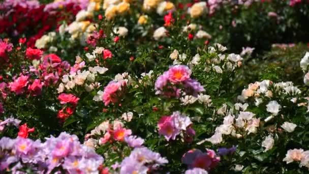 Hihetetlen Számú Gyönyörű Változatos Színes Virágzó Rózsa Parkban Botanikus Kert — Stock videók