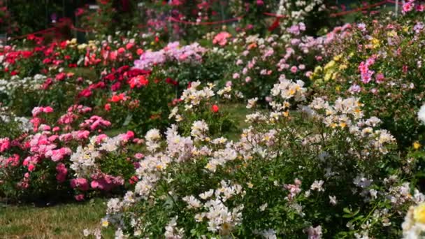 夏天的一天 公园植物园里有许多五彩缤纷的美丽玫瑰 — 图库视频影像