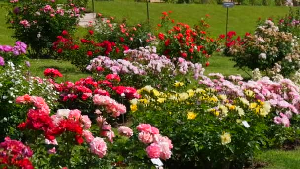Incredible Number Beautiful Varied Multi Colored Blooming Roses Park Botanical — Stock Video