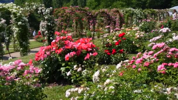 독일의 바덴바덴 2023 여름날 공원의 식물원에서 색깔의 아름다운 장미꽃 정도로 — 비디오