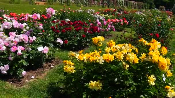 夏天的一天 公园植物园里有许多五彩缤纷的美丽玫瑰 — 图库视频影像