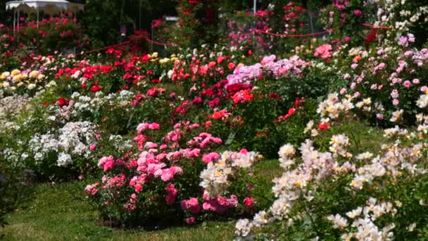 여름날 공원의 식물원에는 놀라울 정도로 아름답고 색깔의 꽃피는 장미꽃이 — 비디오