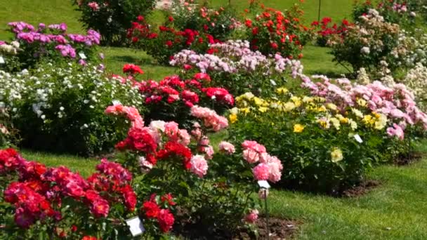 Increíble Número Hermosas Variadas Rosas Multicolores Flor Jardín Botánico Del — Vídeos de Stock