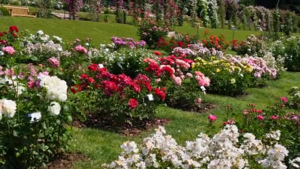 Niesamowita Liczba Pięknych Zróżnicowanych Wielokolorowe Kwitnące Róże Łuki Kwiatów Ogrodzie — Wideo stockowe