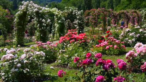 Ett Otroligt Antal Vackra Och Varierade Flerfärgade Blommande Rosor Och — Stockvideo