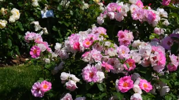 Невероятное Количество Красивых Разноцветных Цветущих Роз Ботаническом Саду Парка Летний — стоковое видео