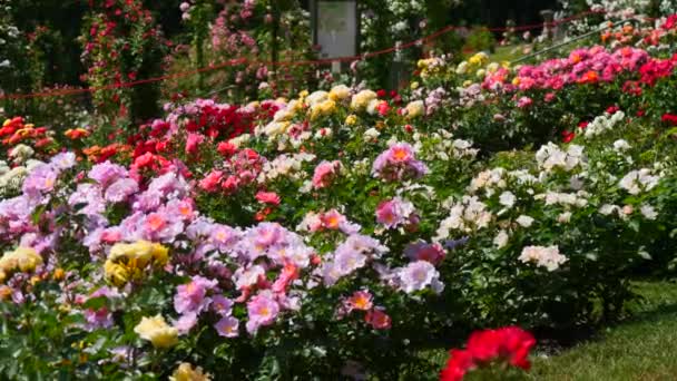 Increíble Número Hermosas Variadas Rosas Multicolores Flor Jardín Botánico Del — Vídeo de stock