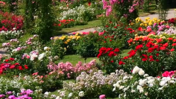 Ett Otroligt Antal Vackra Och Varierade Flerfärgade Blommande Rosor Och — Stockvideo