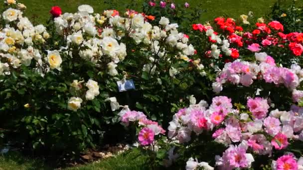 Hihetetlen Számú Gyönyörű Változatos Színes Virágzó Rózsa Parkban Botanikus Kert — Stock videók
