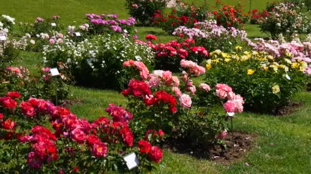 Niesamowita Liczba Pięknych Urozmaiconych Wielokolorowe Kwitnące Róże Ogrodzie Botanicznym Parku — Wideo stockowe