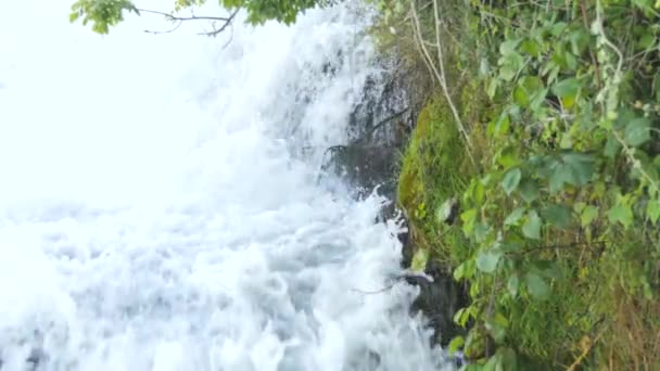 大量的水流 莱茵河瀑布在慢动作 波浪冲击着布满绿色植物的大石头岩石 水的自然力量 — 图库视频影像